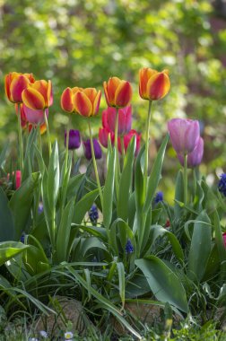 Gökkuşağı renginde çeşitli laleler, güneş ışığında güzel renk buketleri, yeşil gövde ve yapraklarla muhteşem bir bahçe alanı.