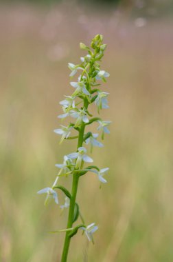 Platanthera bifolia beyaz yabani daha az kelebek orkide çiçekleri çiçek açan güzel çayır orkideleri yeşil çimenlerdeki çiçekler