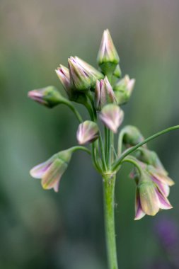 Allium siculum bal Sicilya sarımsak çiçekleri çiçek açmış, güzel bahar çiçekleri, küçük çanlar