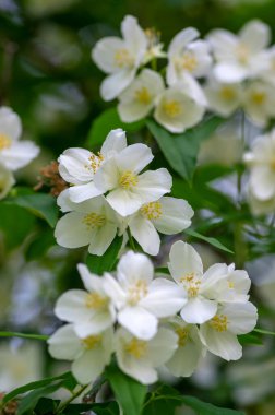 Çalı dallarında çiçek açan tatlı, sahte turuncu beyaz çiçekler, çiçek açan İngiliz Dogwood vahşi süs bitkisi, yeşil yapraklar.