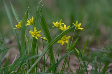 Gagea lutea parlak sarı Beytüllahim yıldızı çiçek açan bir demet küçük bahar çiçekleri yeşil yapraklar