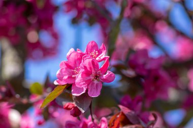 Süslü elma ağacı bitkisi ilkbaharda çiçek açar, toringo kırmızısı parlak pembe çiçekler açar, dallarda yapraklar ve demetler oluşturur.