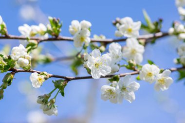 Prunus cerasus çiçek açan ağaç çiçekleri, bir grup güzel beyaz yaprak tart kiraz çiçekleri güneş ışığında mavi gökyüzüne karşı çiçek açtılar.