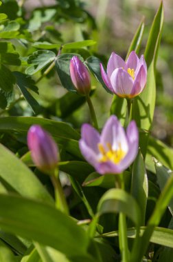 Tulipa Saxatilis parlak pembe çiçekli Girit lale çiçekleri, bahar zamanı güneş ışığında açan güzel süs taşı bitkileri, yeşil yapraklar.