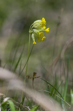 Primula veris inek sürüsü sarı çiçek tomurcuklanan çiçek, yeşil yapraklar ve kök