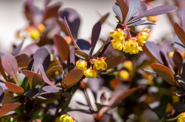 Berberis thunbergii Japon böğürtlen süsleme çalısı, çiçek açmış küçük sarı yapraklı güzel bir çiçek grubu, mor kırmızımsı yapraklar