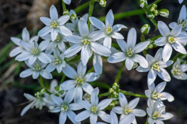 Ornithogalum umbellatum bahçesi Beytüllahim 'in yıldız çiçekleri, çimenler beyaz zambak çiçekli soğan çiçekli süsler ya da yabani bitkiler