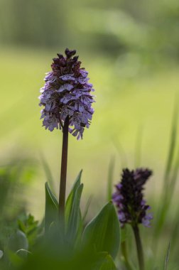 Lady Orchid Purpurea koruma altındaki bitkiler, uzun yeşil saplı güzel mor beyaz çiçekler tomurcuklarla birlikte çiçek açarlar.
