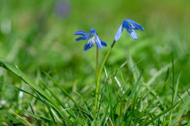 Siberika çiçeği açan Scilla Siberica mavi çiçekleri, çimenlikteki çimlerde çimen ezen Sibirya ahşabı çiçekleri