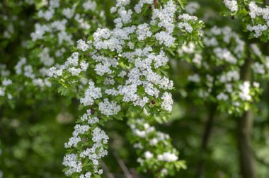 Crataegus laevigata beyaz çiçekli dallar, çiçek açmış güzel vahşi ağaç, koyu kırmızı olgun nar meyveleri, yeşil yapraklar