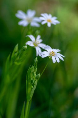 Rabalera Stellaria holostea daha büyük dikişotu çiçek açmış daimi çiçekleri, yeşil arka plandaki starwort bitkilerinden oluşan beyaz çiçekli bir grup.