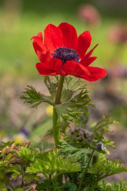 Güzel kırmızı siyah süslemeli şakayık çiçekli koronaria de caen, bahçede parlak renkli çiçek açan bahar bitkisi