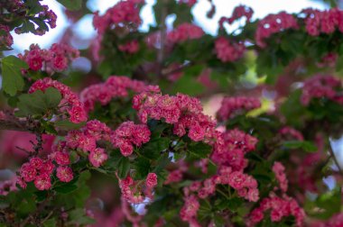 Crataegus laevigata cultivar pauls kırmızı pembe çiçekli ağaç, çiçek açmış güzel bahar çiçekleri grubu, yeşil yapraklar