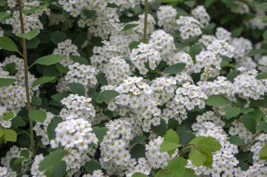 Spiraea vanhouttei Meadowsweet süs çalısı çiçek açmış, dallardaki parlak beyaz çiçek grubu, yeşil yapraklar