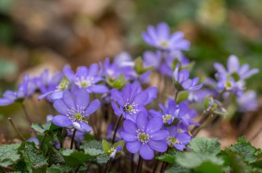 Anemone hepatica yaygın karaciğer otu böbrek otu çiçekleri açmakta, ilkbaharın başlarında çiçek açan mavi ormanlık orman bitkisi