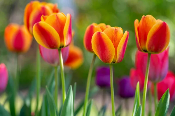 Amazing garden field with tulips of various bright rainbow color petals, beautiful bouquet of colors in sunlight daylight, green stem and leaves