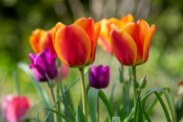 Amazing garden field with tulips of various bright rainbow color petals, beautiful bouquet of colors in sunlight daylight, green stem and leaves