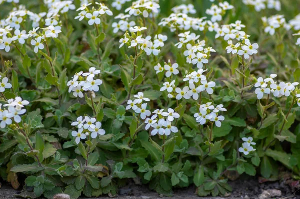 Arabis Caucasica Arabis Mountain Rock Cress Springtime Flowering Plant Causacian — Stock Photo, Image