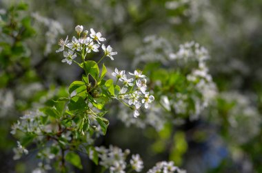 Prunus mahaleb kiraz parlak beyaz çiçekli ağaç dalları, çiçek açmış güzel küçük çiçek demetleri, yeşil yapraklar