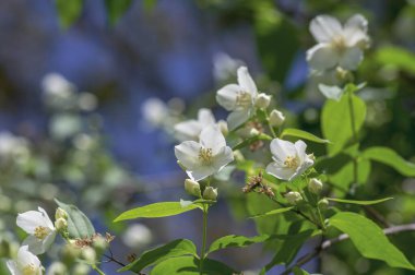 Çalı dallarında çiçek açan tatlı, sahte turuncu beyaz çiçekler, çiçek açan İngiliz Dogwood vahşi süs bitkisi, yeşil yapraklar.