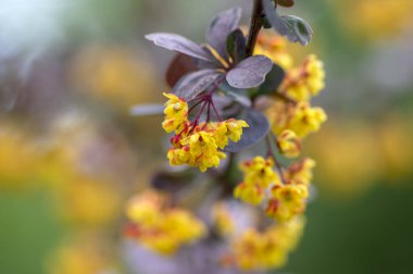 Berberis thunbergii Japon böğürtlen süsleme çalısı, çiçek açmış küçük sarı yapraklı güzel bir çiçek grubu, mor kırmızımsı yapraklar