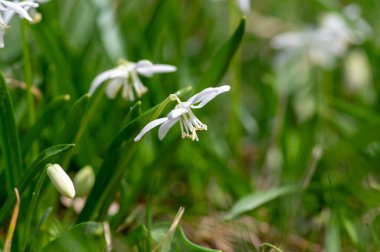 Siberika çiçeği açan Scilla Siberica mavi çiçekleri, çimenlikteki çimlerde çimen ezen Sibirya ahşabı çiçekleri