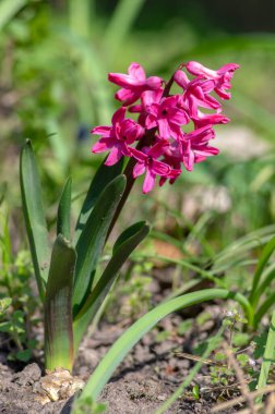 Hyacinthus Orientalis süslemeleri güzel bahar çiçekleri, bahçe yatağında çiçek açan bir grup renkli parlak çiçek