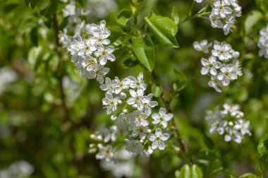 Prunus mahaleb kiraz parlak beyaz çiçekli ağaç dalları, çiçek açmış güzel küçük çiçek demetleri, yeşil yapraklar