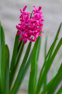 Hyacinthus Orientalis süslemeleri güzel bahar çiçekleri, bahçe yatağında çiçek açan bir grup renkli parlak çiçek