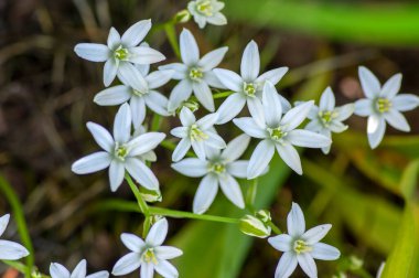 Ornithogalum umbellatum zambak çiçek, küçük süs ve vahşi beyaz çiçek açan bahar bitkisi, soğanlı bitki