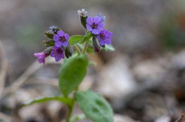 Pulmonaria çiçekleri, ilkbaharın başlarında çiçek açan bitkiler, ormanda yaprakları olan pembe mor ve mavi menekşe çiçekleri grubu