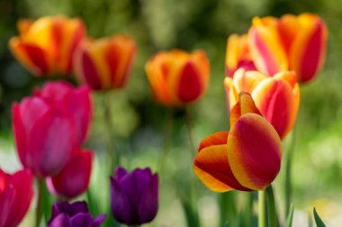 Gökkuşağı renginde çeşitli laleler, güneş ışığında güzel renk buketleri, yeşil gövde ve yapraklarla muhteşem bir bahçe alanı.