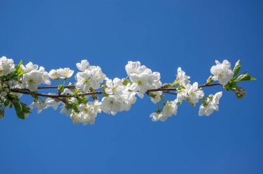 Prunus cerasus çiçek açan ağaç çiçekleri, bir grup güzel beyaz yaprak tart kiraz çiçekleri güneş ışığında mavi gökyüzüne karşı çiçek açtılar.