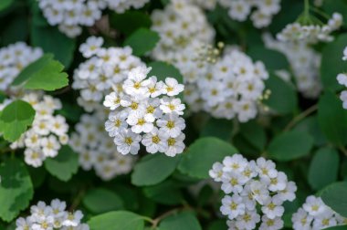 Spiraea vanhouttei Meadowsweet süs çalısı çiçek açmış, dallardaki parlak beyaz çiçek grubu, yeşil yapraklar
