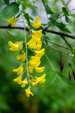 Laburnum anagyroides altın yağmur zinciri çiçek açmış süs çalı dalları, güzel sarı çiçekler ve yeşil yapraklarla çiçek açan küçük ağaç.