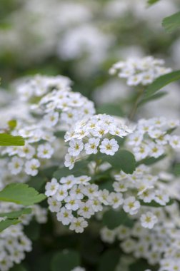Spiraea vanhouttei Meadowsweet süs çalısı çiçek açmış, dallardaki parlak beyaz çiçek grubu, yeşil yapraklar