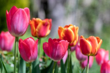 Gökkuşağı renginde çeşitli laleler, güneş ışığında güzel renk buketleri, yeşil gövde ve yapraklarla muhteşem bir bahçe alanı.
