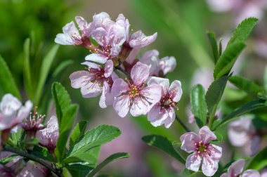 Prunus tenella cüce Rus Badem çiçeği çiçek, çiçek açmış güzel süs bitkisi, leylak taç yaprakları