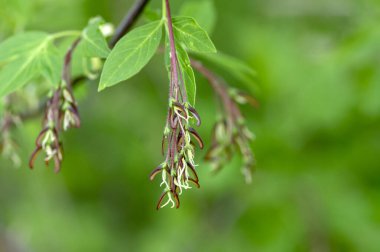Acer negundo manitoba boxelder akçaağaç dişi mor beyaz çiçekler, çiçek açan dallar, yeşil yapraklar