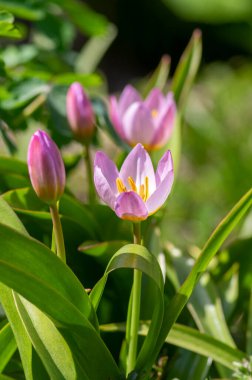 Tulipa Saxatilis parlak pembe çiçekli Girit lale çiçekleri, bahar zamanı güneş ışığında açan güzel süs taşı bitkileri, yeşil yapraklar.