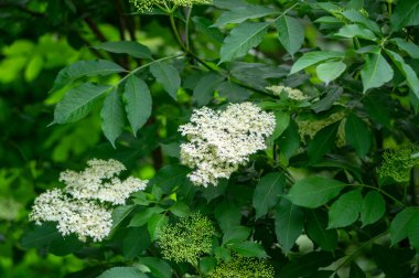 Sambucus nigra avrupalı siyah çalı çiçekli yaşlı, yeşil yapraklı dallar üzerinde küçük çiçekli yaşlı böğürtlen grubu