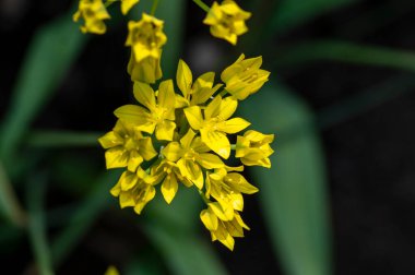 Sarı zambak zambakları çiçek açmış sarımsak çiçekleri, güzel süs bahçeleri bahar çiçekleri