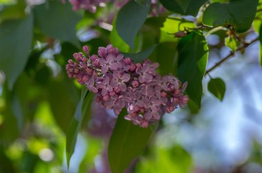 Şırınga, mor mor, çiçek açan çalı, açan dallardaki kokulu çiçek grupları, sık rastlanan, ekilmemiş leylak ağaçları, gün ışığında yeşil yapraklar.