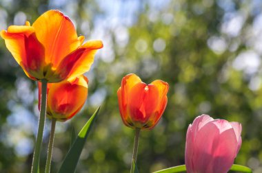 Gökkuşağı renginde çeşitli laleler, güneş ışığında güzel renk buketleri, yeşil gövde ve yapraklarla muhteşem bir bahçe alanı.
