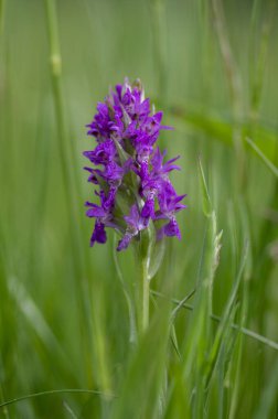 Dactylorhiza majalis çayırda çiçek açan yabani orkide çiçekleri, yeşil çimlerde açan bir grup parlak mor çiçek