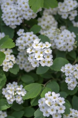 Spiraea vanhouttei Meadowsweet süs çalısı çiçek açmış, dallardaki parlak beyaz çiçek grubu, yeşil yapraklar