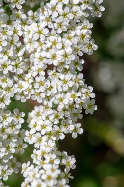 Spiraea Cinerea beyaz çiçek açan bitki dalları, Gri Grefsheim güzel süs çiçekleri yeşil yapraklarla çiçek açmış.