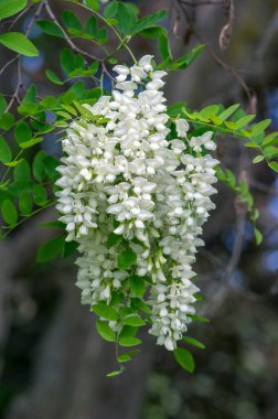 Robinia psödoacia süs ağacı çiçek açmış, parlak beyaz çiçek demeti, dallarda yeşil yapraklar