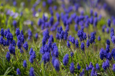 Muscari Ermeniacum, çiçek açmış bahar üzümü sümbülü çiçekleri, bir demet koyu mavi çiçekli bitkiler, yeşil yapraklar ve gövde