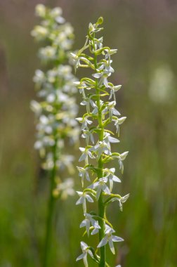 Platanthera bifolia beyaz yabani daha az kelebek orkide çiçekleri çiçek açan güzel çayır orkideleri yeşil çimenlerdeki çiçekler